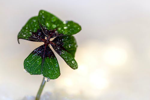 Free Small green flower with dew Stock Photo