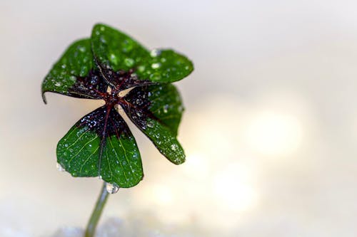 Small green flower with dew