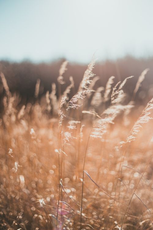 Free Dry grass in field in countryside with trees on background on sunny day Stock Photo
