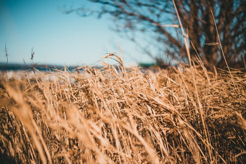 Immagine gratuita di agricoltura, albero, ambiente