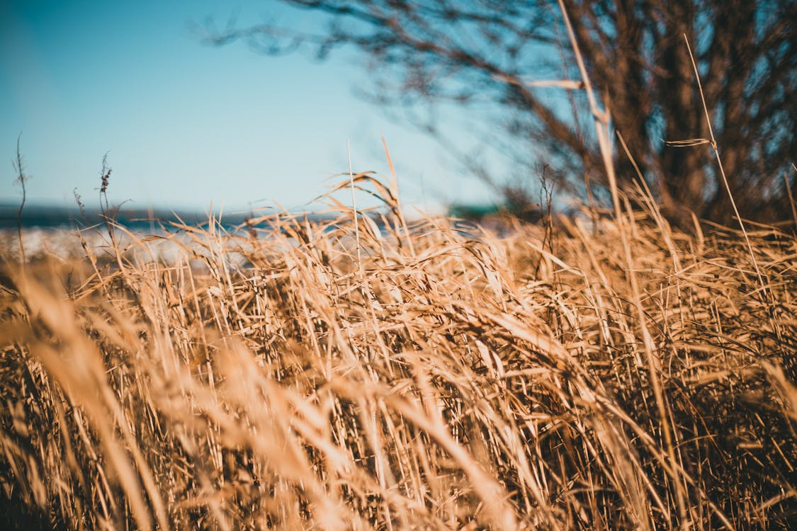 Immagine gratuita di agricoltura, albero, ambiente