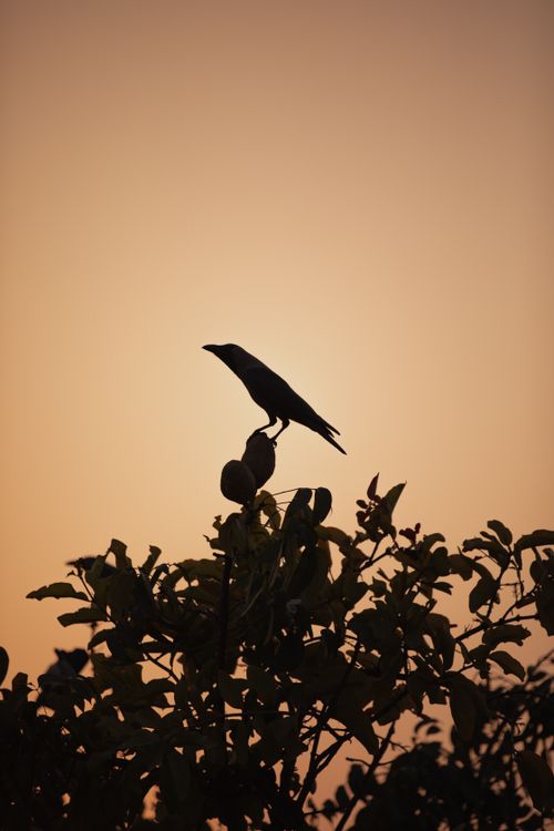 Free A silhouetted bird perches on tree branches against a warm sunset sky. Stock Photo