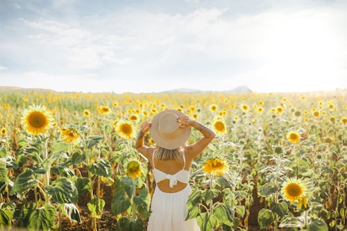 Gratis Mujer En Bikini Blanco Y Negro De Pie En Campo De Girasol Foto de stock