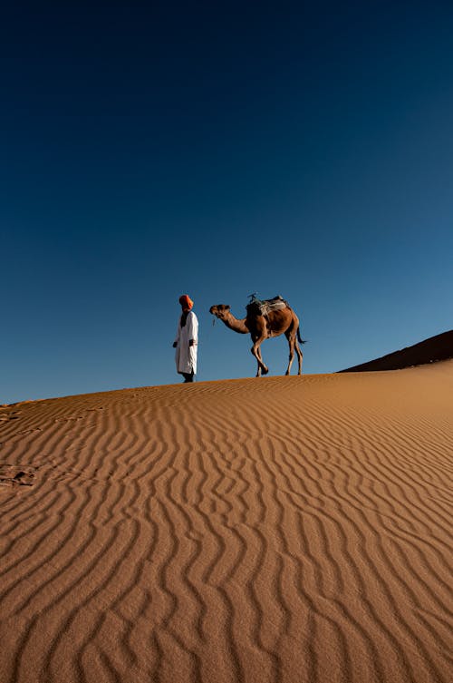 Foto profissional grátis de árido, camelo, céu limpo