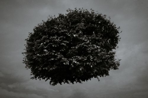 Free Black and white photo of a tree floating in an overcast sky, creating a surreal effect. Stock Photo