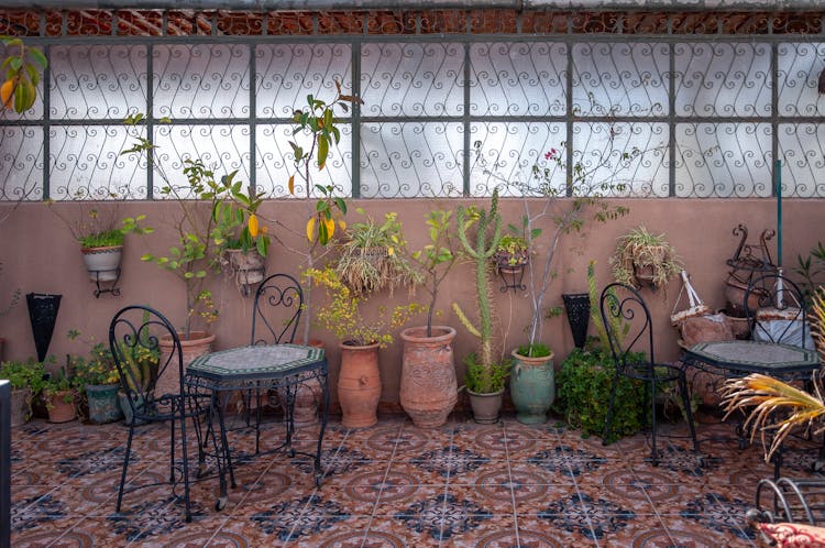 Various Potted Plants Decorating Moroccan Cafe