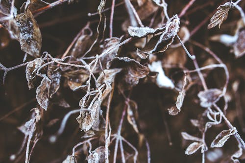 Frozen branches and withered leaves