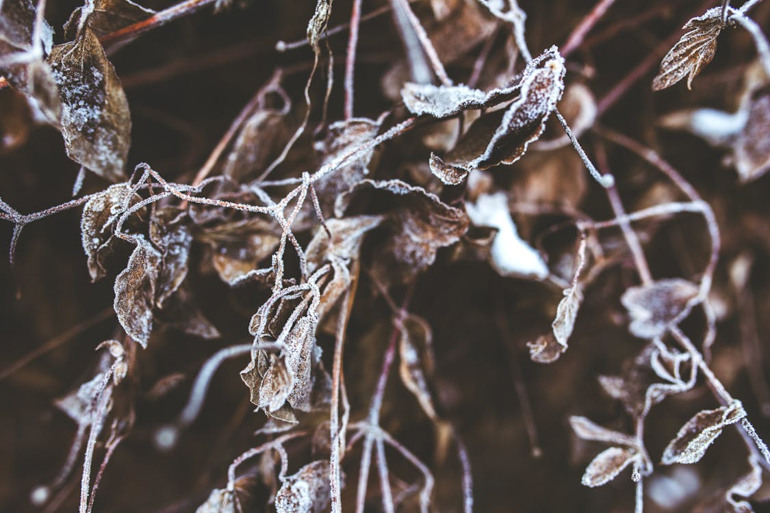 Kostnadsfri bild av blad, frost, frostig