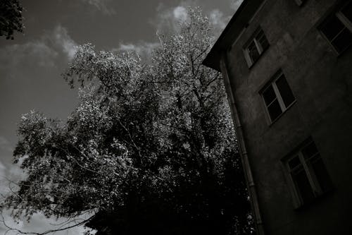 Grayscale Photo of Tree Near a Building