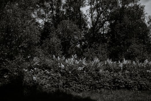 Grayscale image of trees and bushes in a tranquil forest setting.