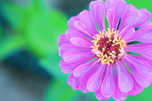 A detailed close-up of a beautiful purple zinnia flower in full bloom, showcasing its vibrant petals.