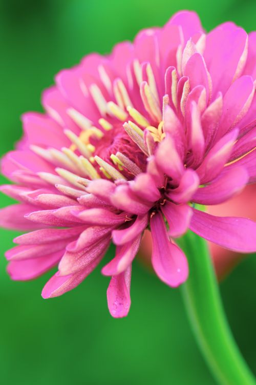 Free Close-up of a vibrant pink zinnia flower with vivid petals and green background, emphasizing nature's beauty. Stock Photo