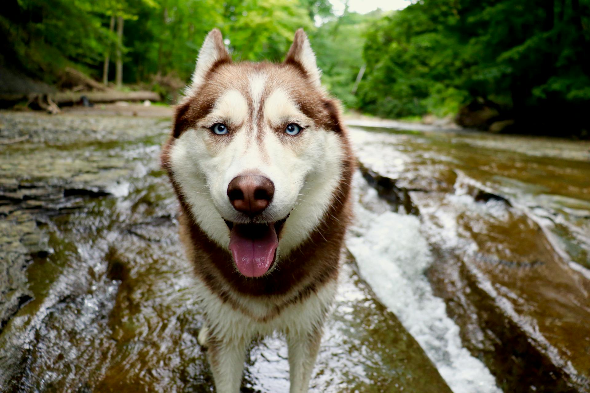 White and Brown Siberian Husky on the Rocky River