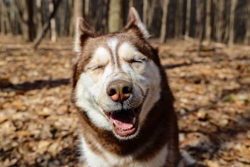 免費 棕色和白色西伯利亞雪橇犬 圖庫相片