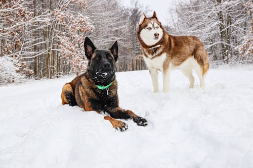 Dogs Standing on the Snow Covered Ground