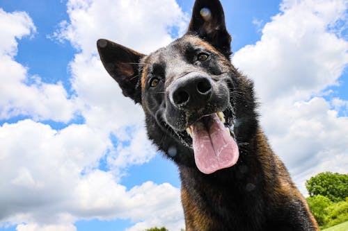 Portrait of a Dog Under Blue sky with White Clouds