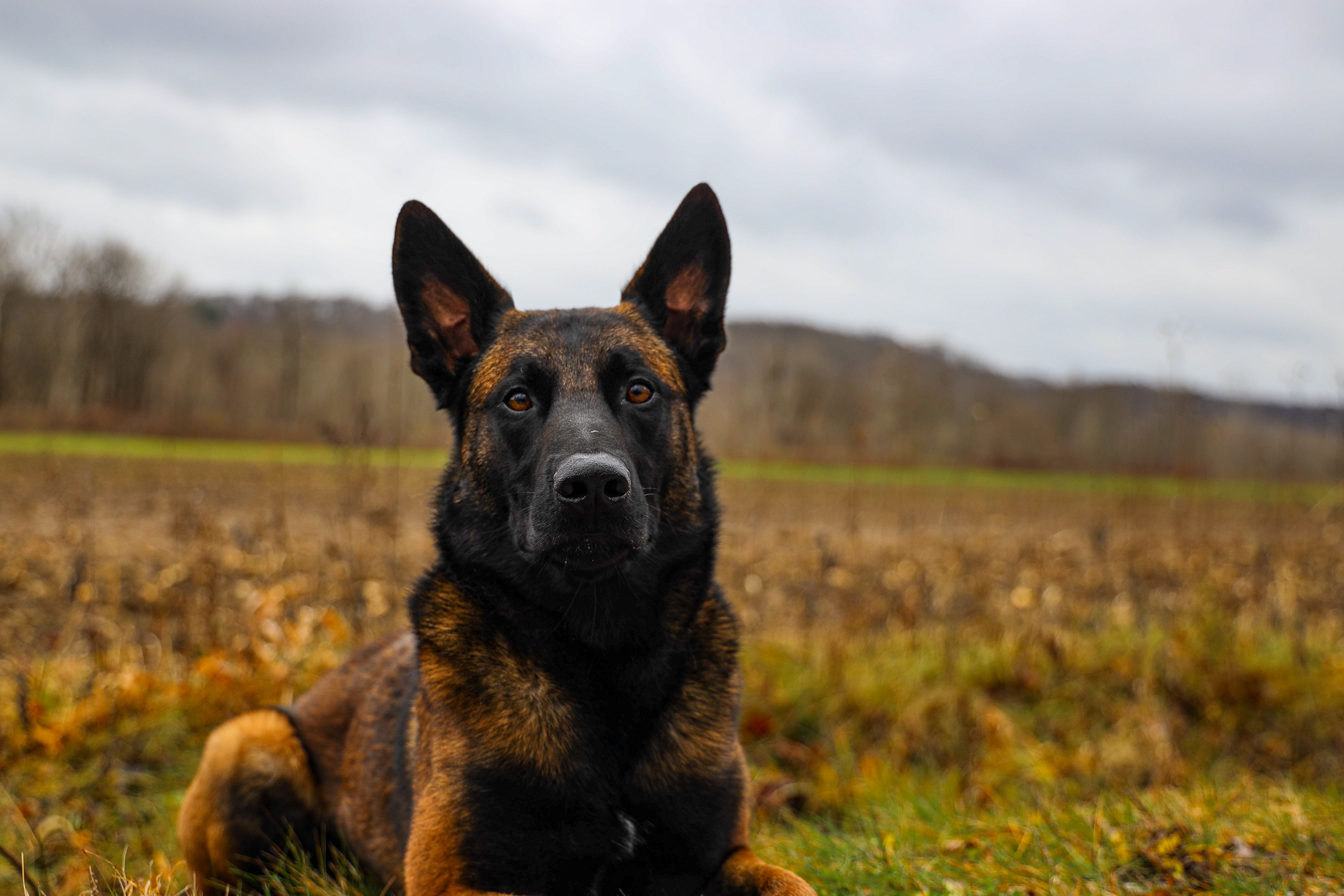 A Dog on the Green Grass Field Under a Cloudy Sky · Free Stock Photo