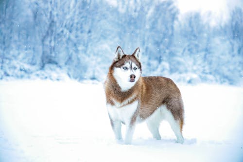 免費 下雪的, 冬季, 動物 的 免費圖庫相片 圖庫相片