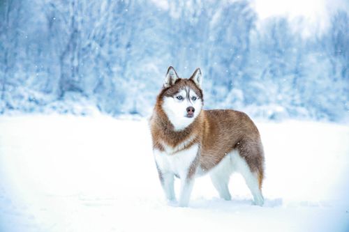 Free A Siberian Husky standing in a snowy winter forest with a serene background. Stock Photo
