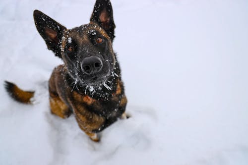 A Brown Dog on the Snow