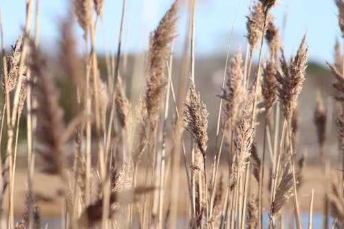 Foto stok gratis barley, di luar rumah, gandum