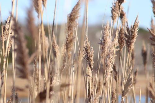 Close-up Shot of Wheat in the Farm Field