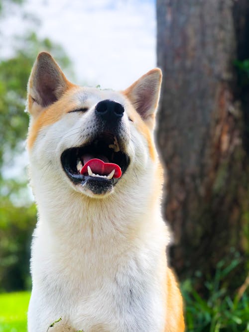 A Close-Up Shot of a Shiba Inu Dog