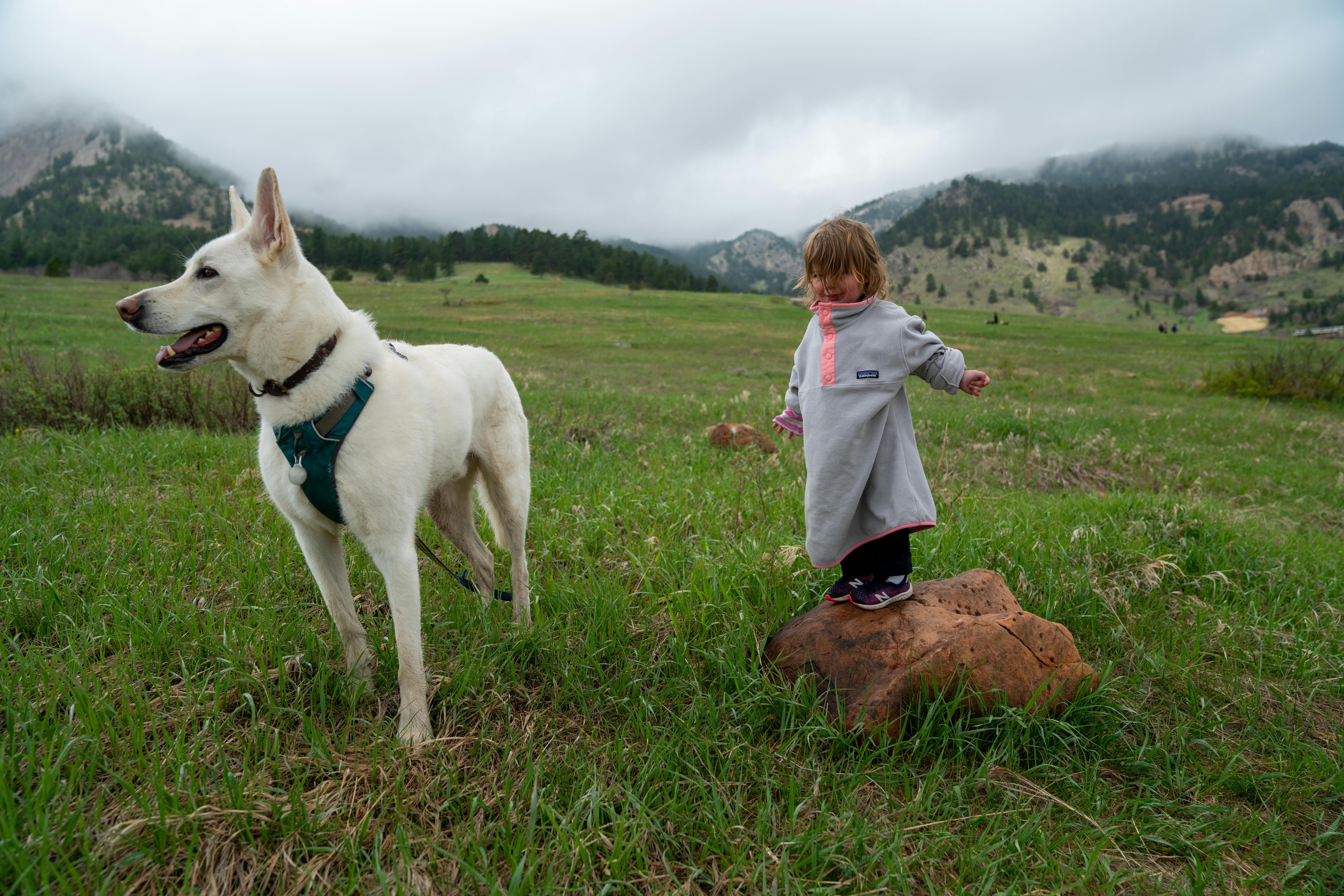 A Toddler Standing on a Rock Next to a White Dog