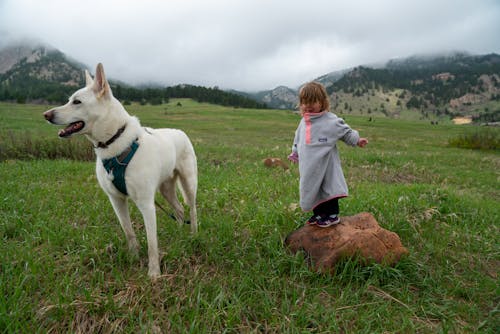 A Toddler Standing on a Rock Next to a White Dog