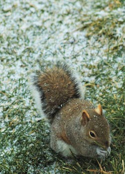 A grey squirrel with a bushy tail on snowy grass, symbolizing winter wildlife.
