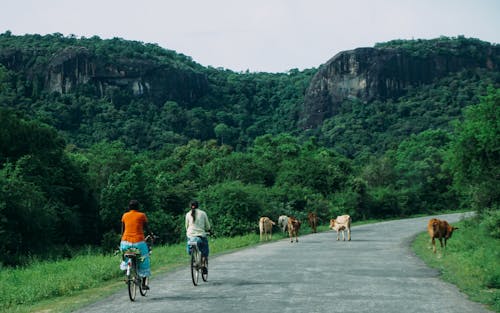 Free stock photo of people working, sri lanka, village