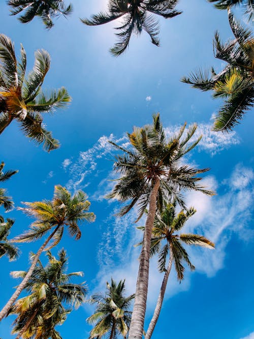 Δωρεάν στοκ φωτογραφιών με γαλάζιος ουρανός, δέντρα καρύδας, κατακόρυφη λήψη