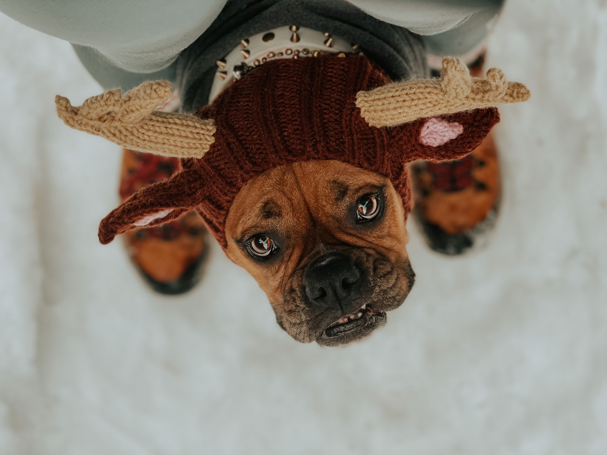 Brown dog dressed in a reindeer costume enjoys a snowy day outdoors.