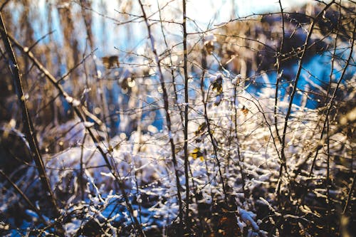 免费 下落, 光, 冬季 的 免费素材图片 素材图片