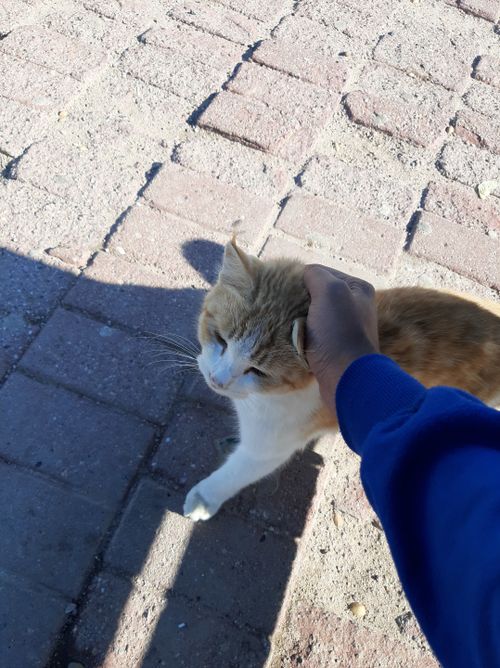 Free stock photo of cat cat, golden yellow, hand Stock Photo