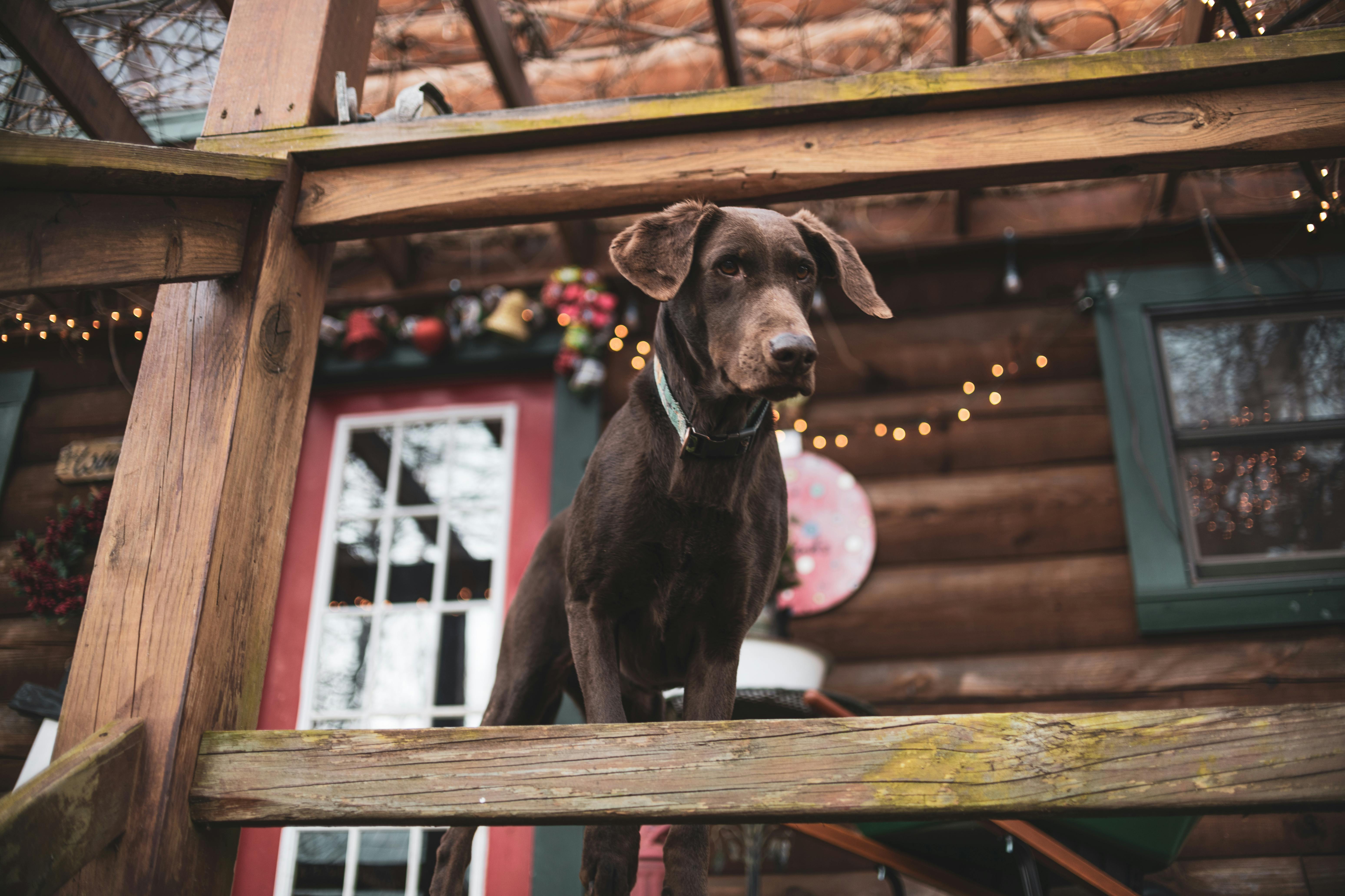 Brown Dog Near a Wooden Railing · Free Stock Photo