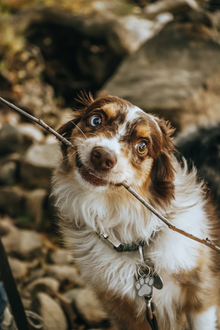 A Cute Dog Biting A Tree Branch