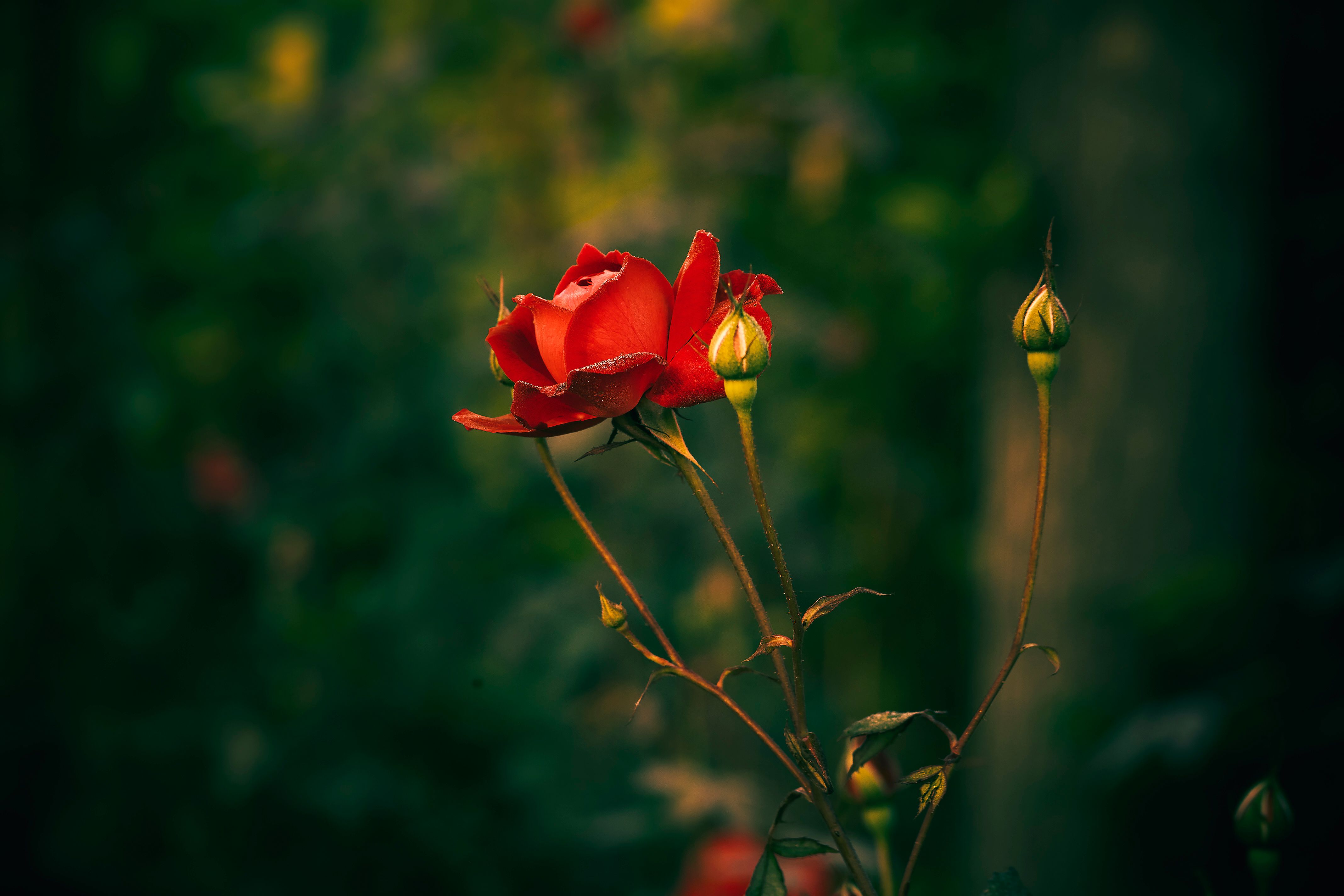 A Close Up-Shot of a Red Garden Rose · Free Stock Photo