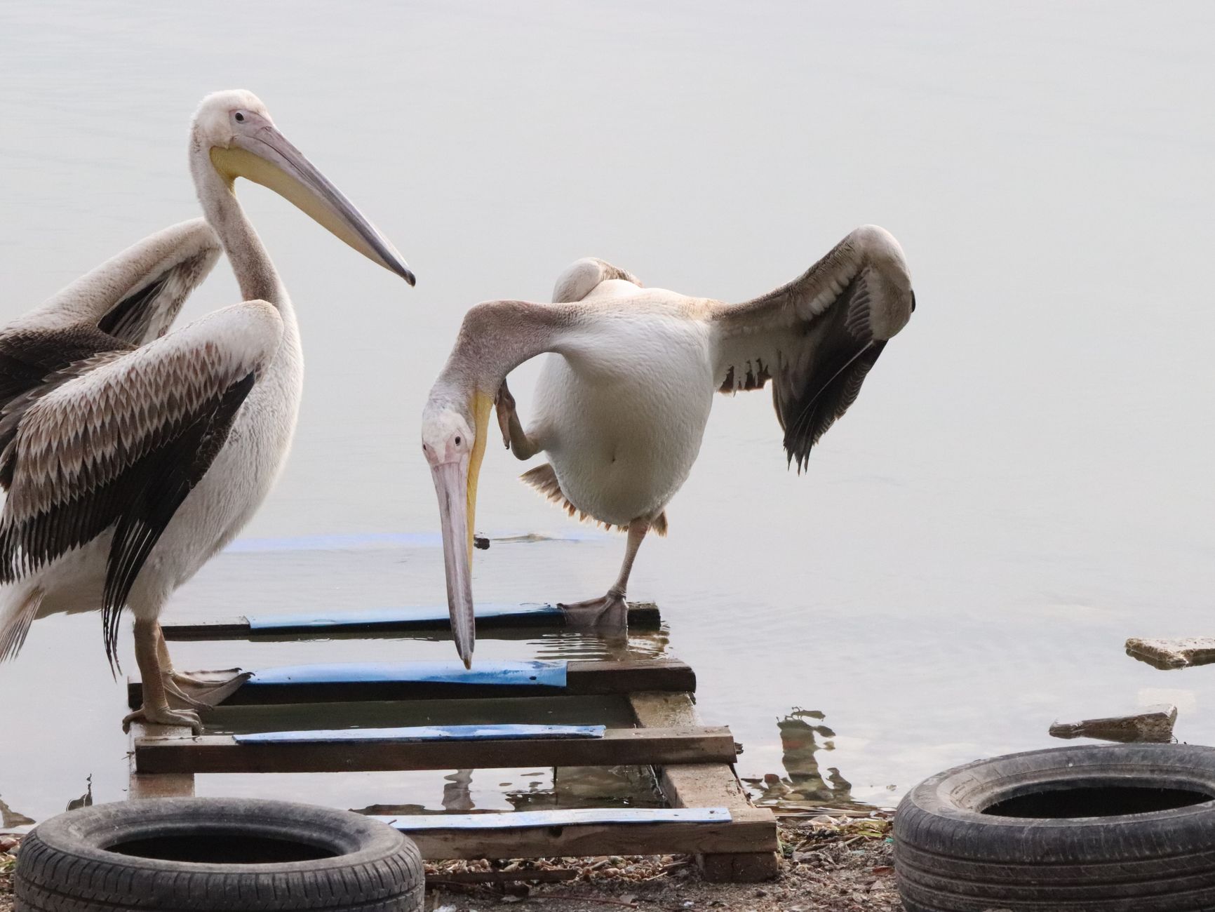 Pelicans and flamingos on a Rift Valley lake shore within reach of Nairobi