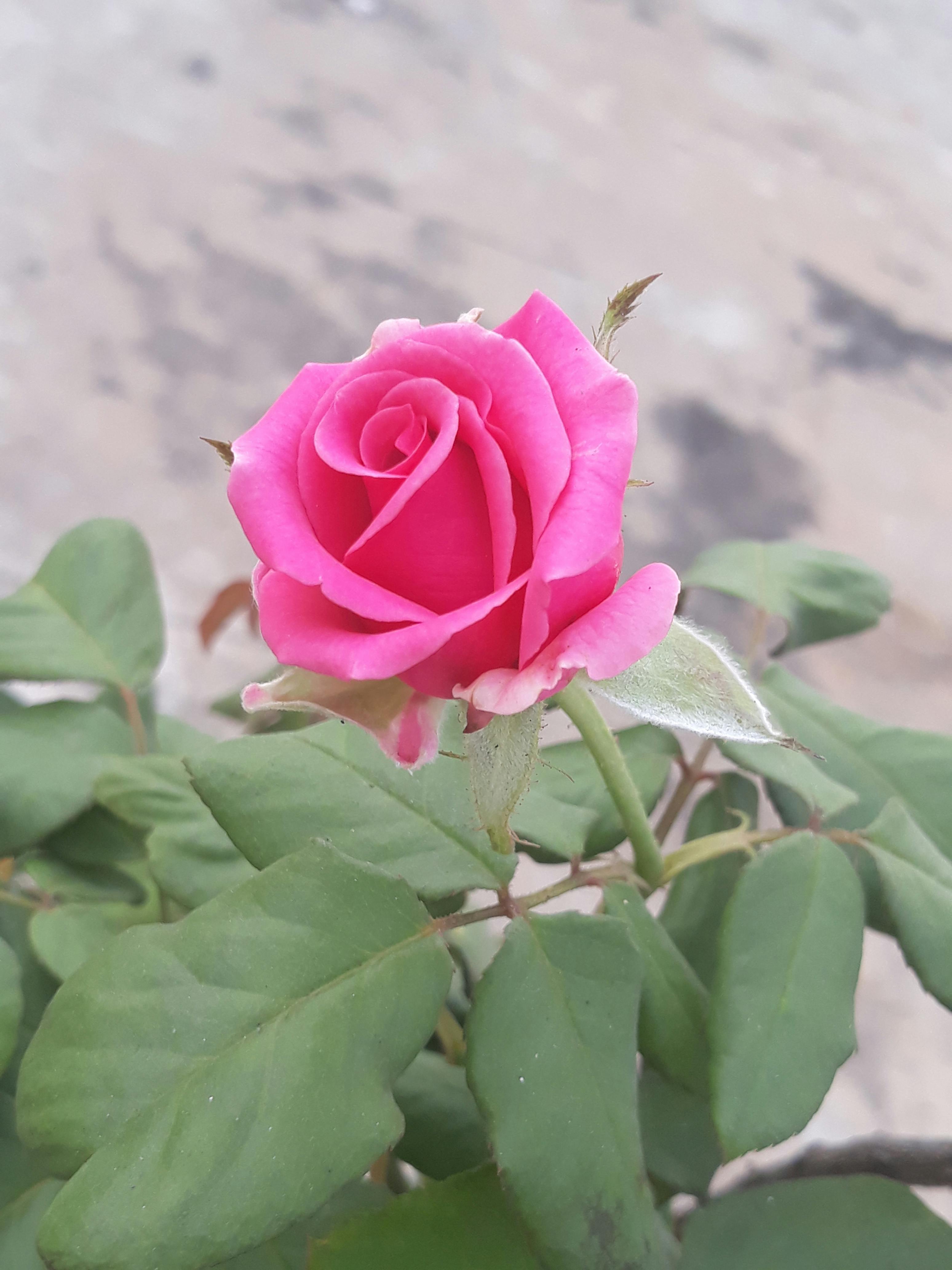 Free stock photo of beautiful flowers, lovely flower, pink flower