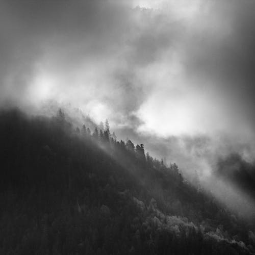 Free A Grayscale Photo of a Forested Mountain Stock Photo