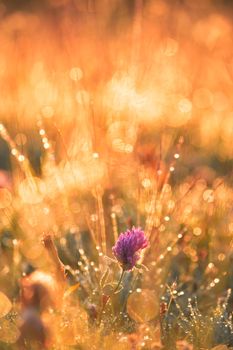 A vibrant wildflower surrounded by dewdrops glowing in the warm sunrise light, creating a dreamy atmosphere.
