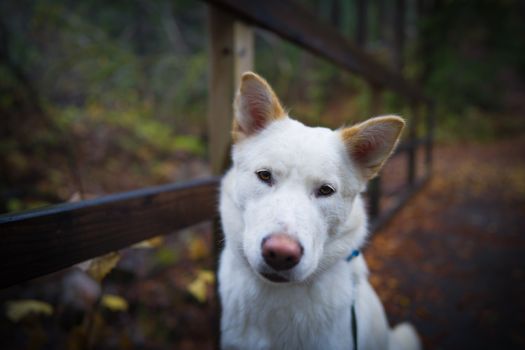 A Close-Up Shot of a White Dog