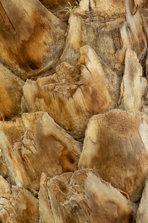 Closeup of rough textured surface of trunk of palm tree as abstract background