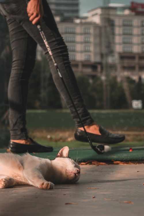 Free stock photo of cat, city, golf Stock Photo