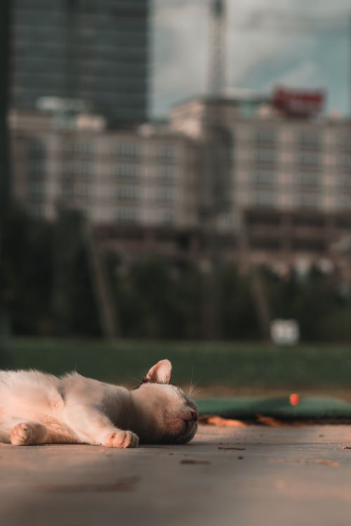 Free stock photo of cat, city, golf Stock Photo
