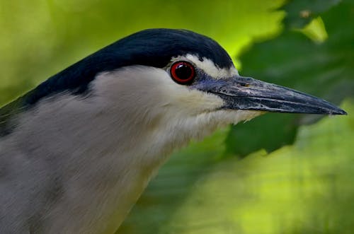 Bird in Close Up