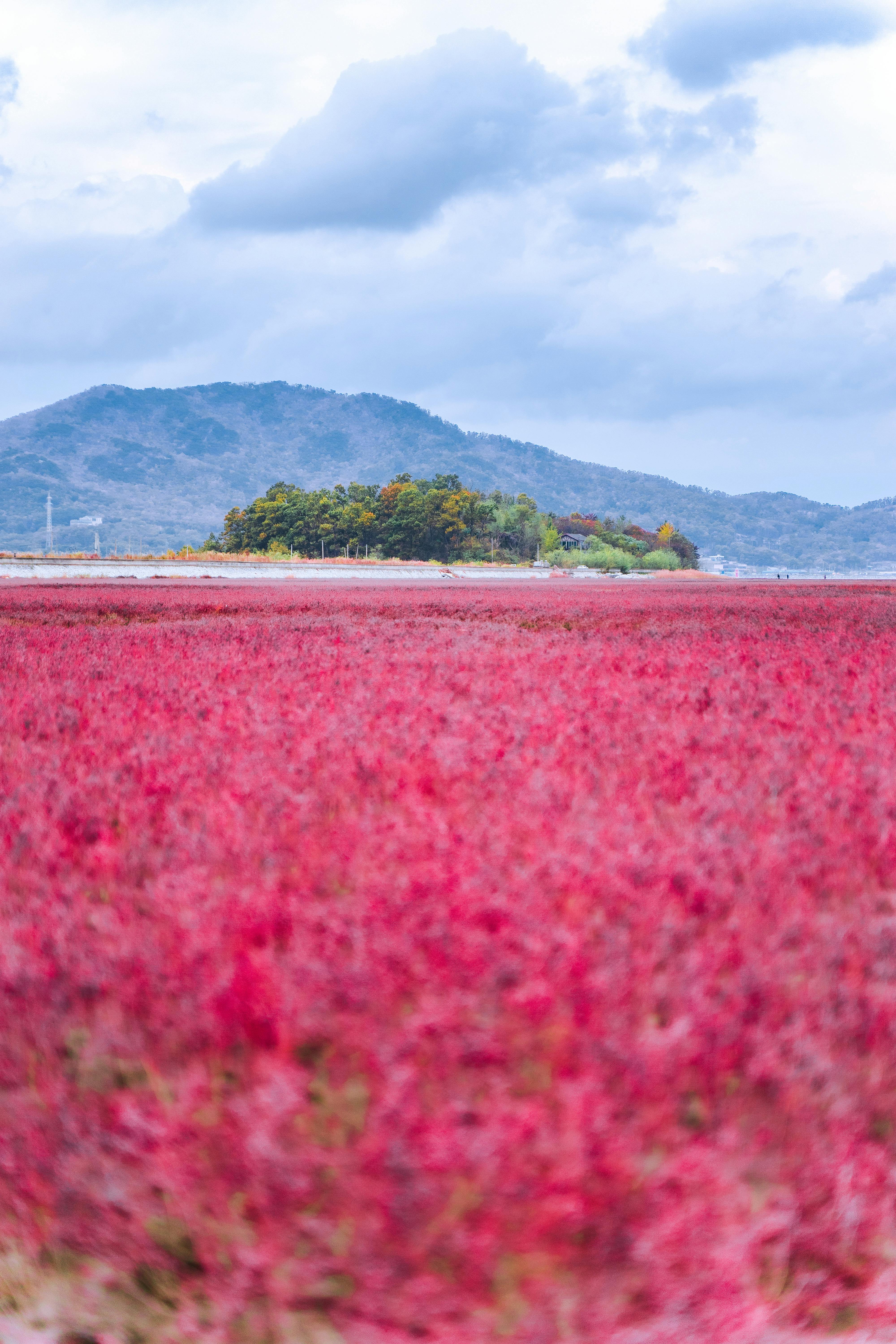 Pink Flowers on a Flower Field · Free Stock Photo