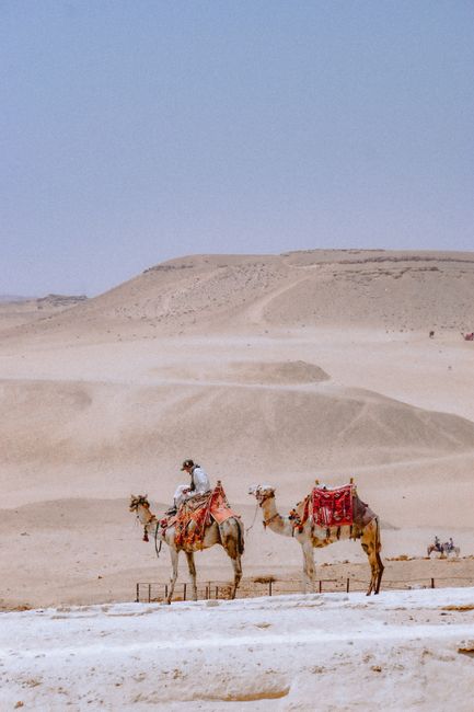 A man rides camels through the arid desert landscape near Cairo, Egypt.