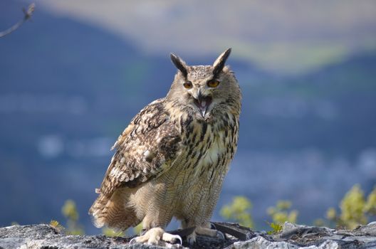 owl photo